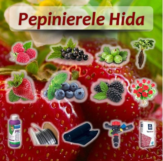 poza profil pepinierele hida - Pepinierele Hida