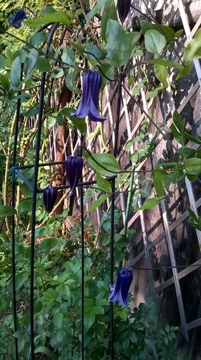 WP_20160810_027 - CLEMATITE