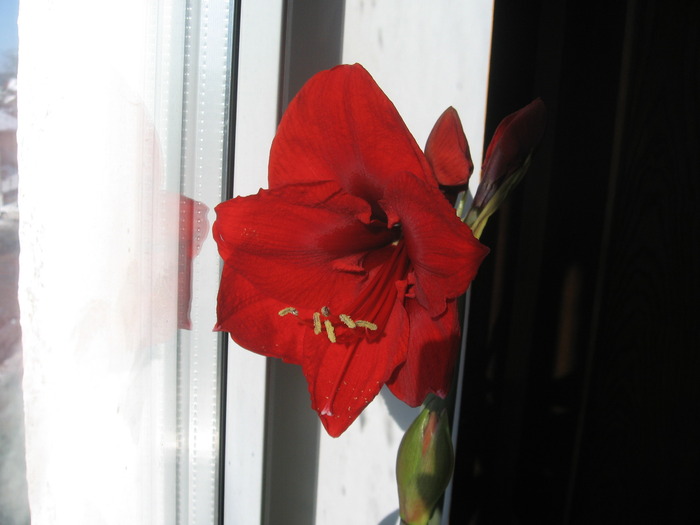 Royal Red 4 feb 2010-2 - Hippeastrum