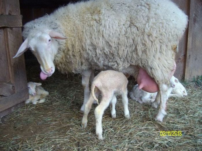 Fresiana cu mielusel mic