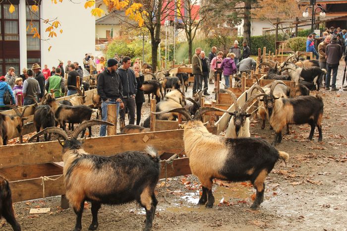 Frumuseti de Tapi Passiria la expozitie