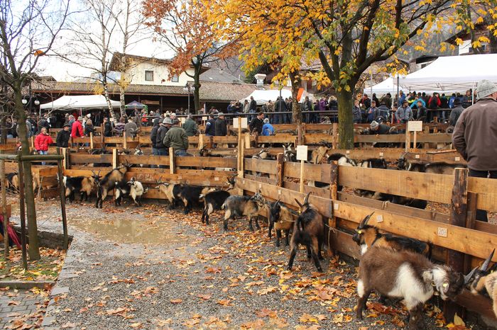 La expozitie de capre Passiria