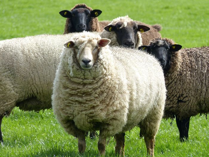 Lana deasa tare de tot