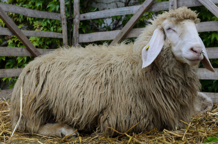 Oita bergschaf la odihna