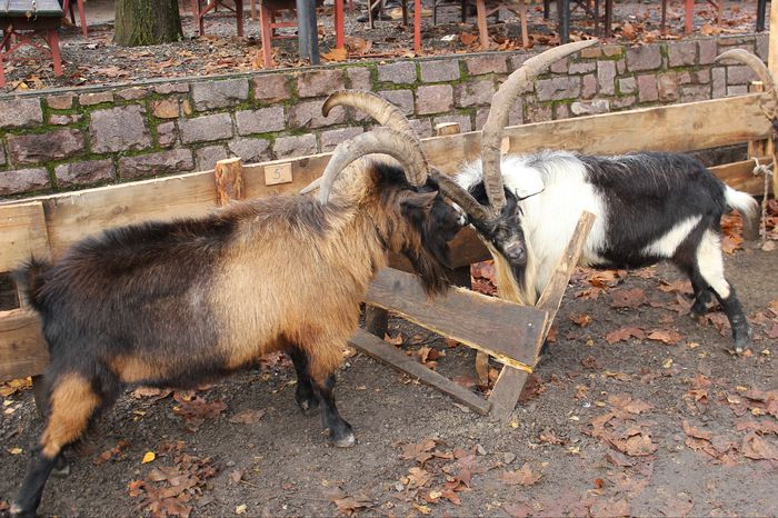 Se iau la tranta Tapii