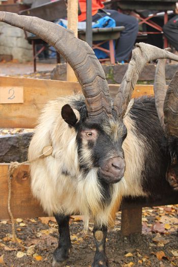 Tap batran Passiria frumos