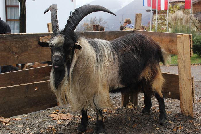 Tapul Passiria frumos-5