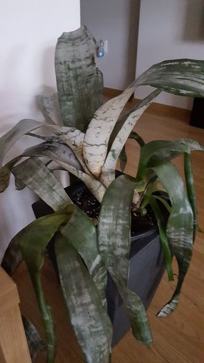 20160810_083951 - aechmea-nu mai am