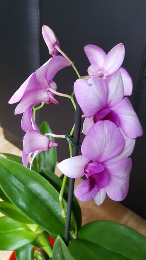 20160810_084613 - dendrobium phalaenopsis