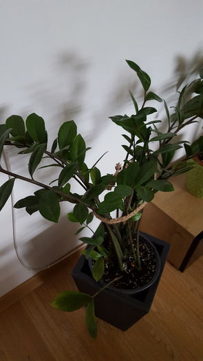 20160810_084422 - zamioculcas