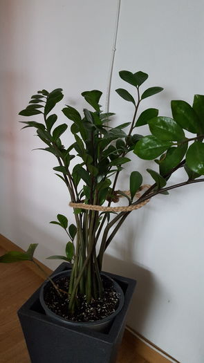 20160810_084415 - zamioculcas