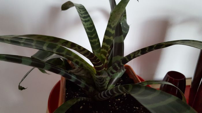 20160810_084038 - vriesea splendens