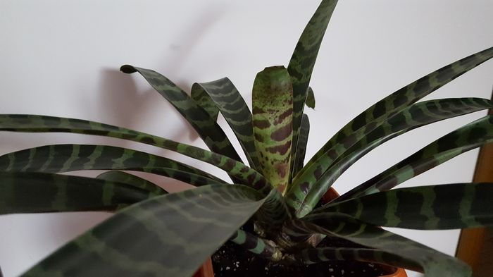 20160810_084034 - vriesea splendens