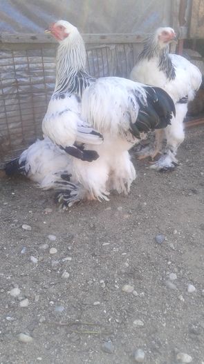 20160807_163717 - TINERET 2016