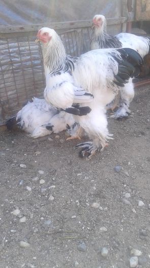 20160807_163709 - TINERET 2016