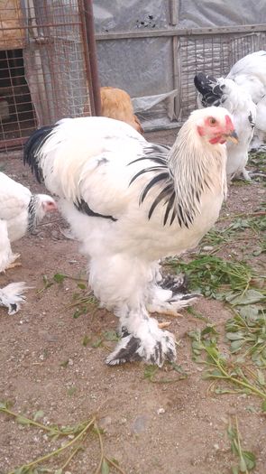 20160806_202021 - TINERET 2016