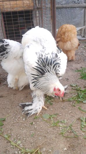 20160806_202008 - TINERET 2016