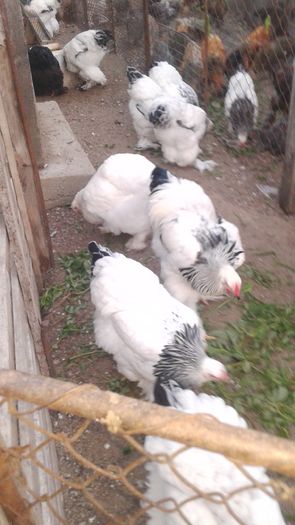 20160806_201923 - TINERET 2016