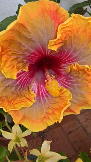 WP_20160810_14_48_47_Pro - Hibiscus Jolanda Gommer