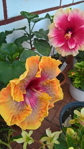 WP_20160810_14_48_52_Pro