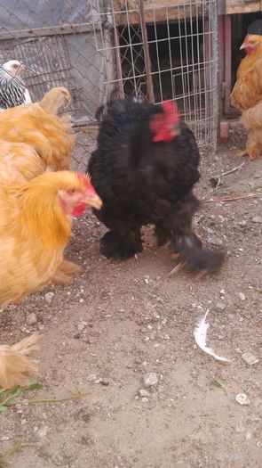 20160806_201733 - TINERET 2016