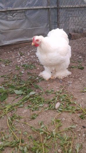 20160806_201729 - TINERET 2016