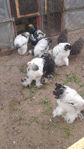 20160806_201634 - TINERET 2016