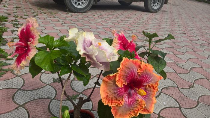 WP_20160810_10_27_00_Pro