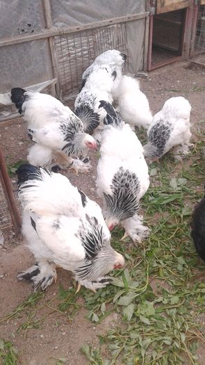 20160806_201458 - TINERET 2016