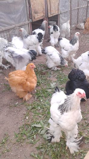 20160806_201426 - TINERET 2016