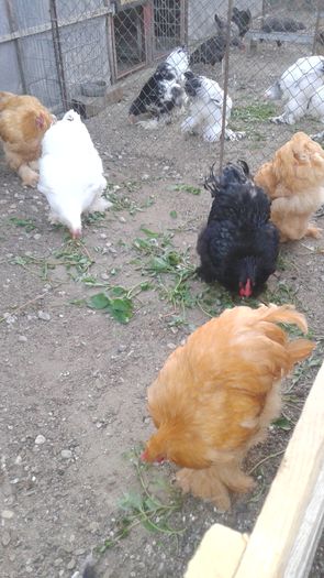 20160806_201324 - TINERET 2016