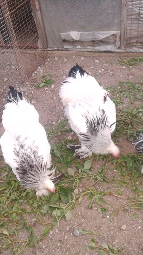 20160806_201307 - TINERET 2016