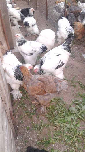 20160806_201258 - TINERET 2016