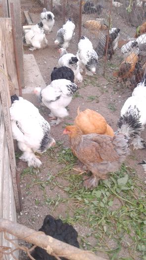 20160806_201234 - TINERET 2016