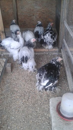 20160731_113841 - TINERET 2016