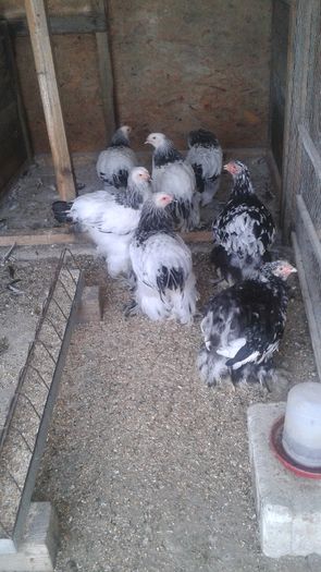 20160731_113826 - TINERET 2016