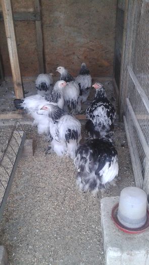 20160731_113822 - TINERET 2016