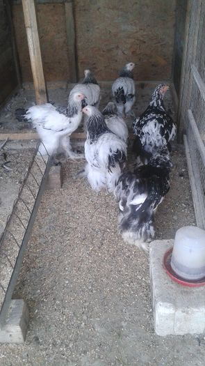 20160731_113816 - TINERET 2016