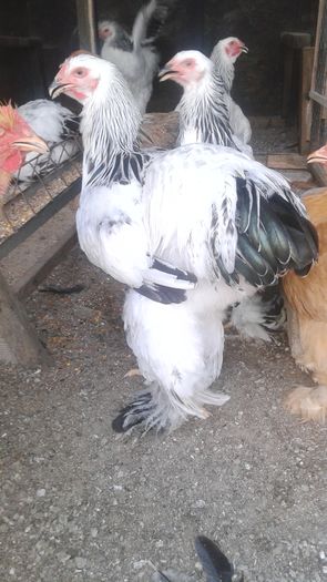 20160724_183500 - TINERET 2016