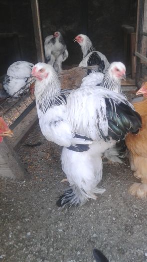 20160724_183439 - TINERET 2016