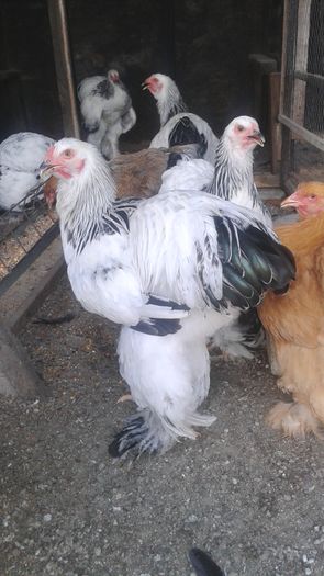 20160724_183434 - TINERET 2016