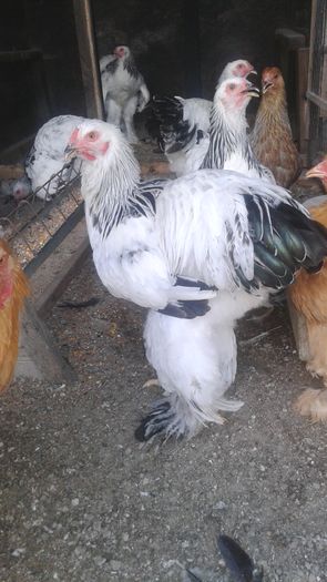 20160724_183426 - TINERET 2016