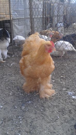 20160724_183343 - TINERET 2016