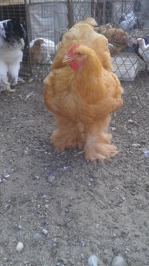 20160724_183335 - TINERET 2016