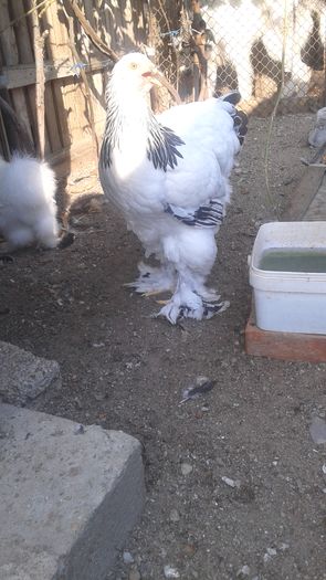 20160724_183146 - TINERET 2016