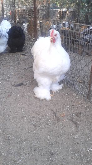 20160724_183106 - TINERET 2016