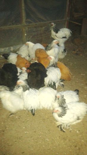 20160721_211651 - TINERET 2016