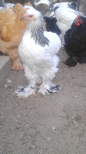 20160721_202300 - TINERET 2016