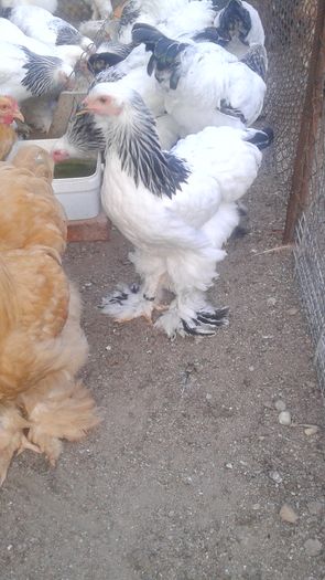 20160721_202230 - TINERET 2016