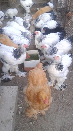 20160721_202225 - TINERET 2016